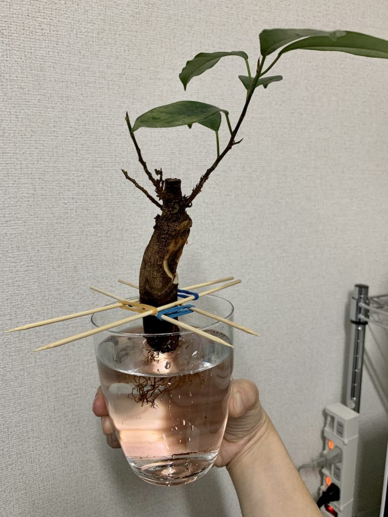 観葉植物 ガジュマル2回目の根腐れで大手術決行 その後 発根しました なまけなふたり暮らし